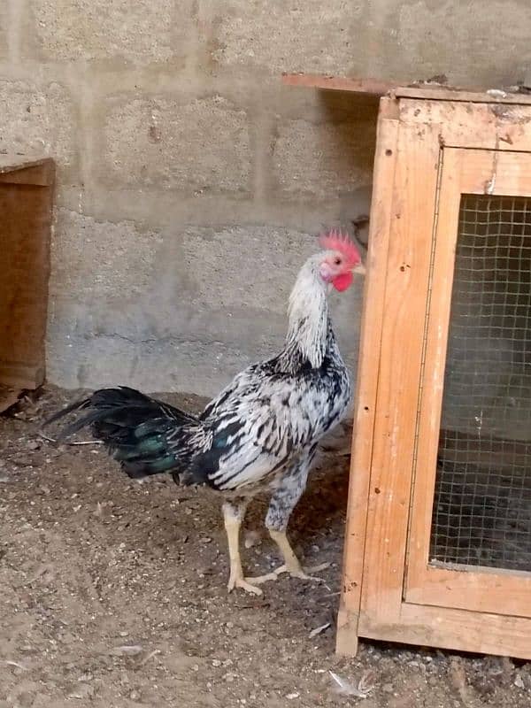 Sindhi | Java | Sindhi Java Cross breeder male 4