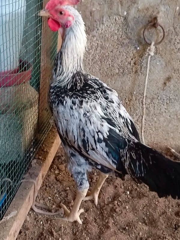 Sindhi | Java | Sindhi Java Cross breeder male 5