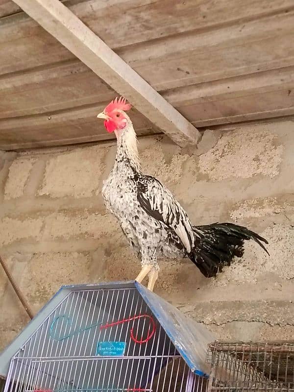 Sindhi | Java | Sindhi Java Cross breeder male 6