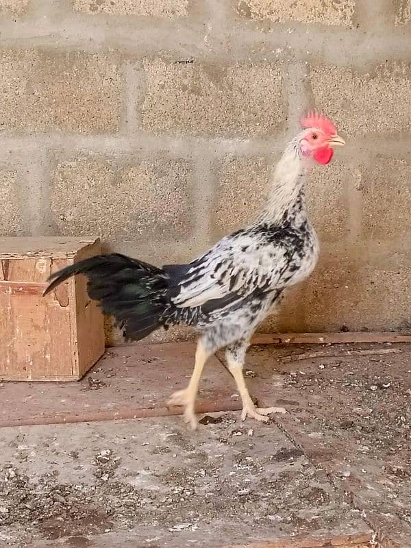 Sindhi | Java | Sindhi Java Cross breeder male 9