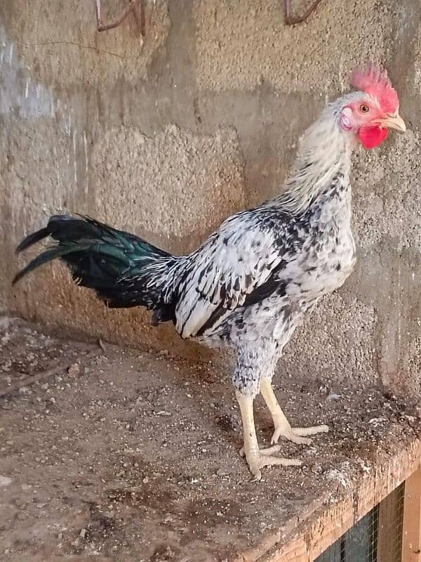 Sindhi | Java | Sindhi Java Cross breeder male 10