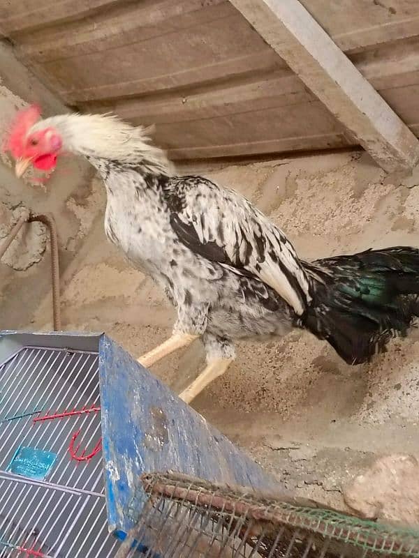 Sindhi | Java | Sindhi Java Cross breeder male 12