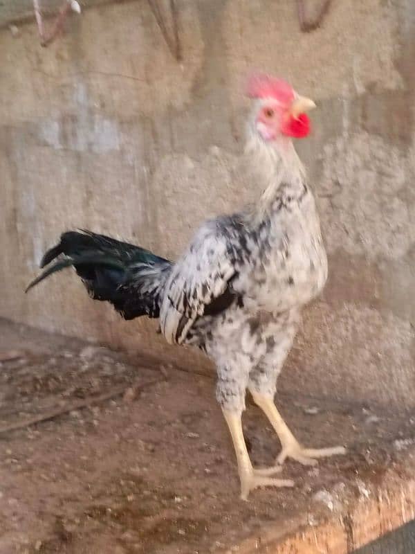 Sindhi | Java | Sindhi Java Cross breeder male 13