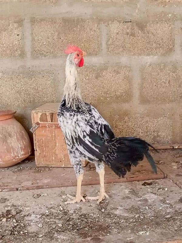 Sindhi | Java | Sindhi Java Cross breeder male 14