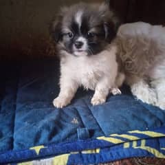 shihtzu puppy