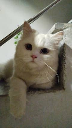 Male Persian Cat, Odd Eyed and Double coated.