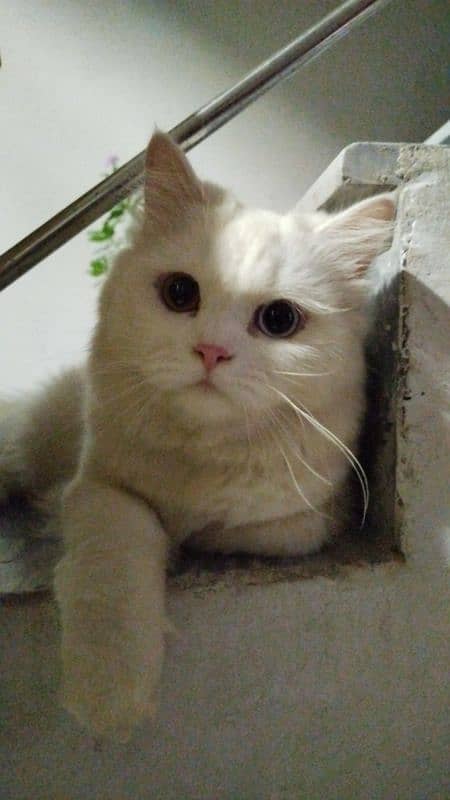 Male Persian Cat, Odd Eyed and Double coated. 0