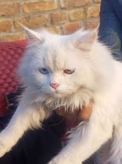 persian cat for sale triple coat  double eyes