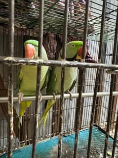 Kashmiri pair parrot bolne wale Zabardast with big cage