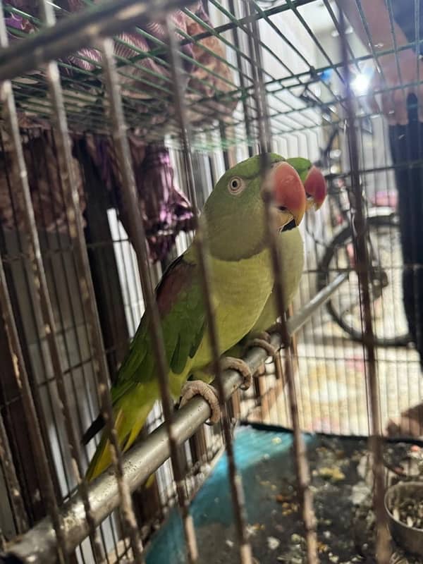 Kashmiri raw pair parrot bolne wale Zabardast with big cage 1