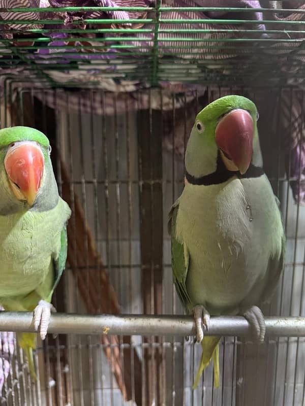 Kashmiri raw pair parrot bolne wale Zabardast with big cage 2