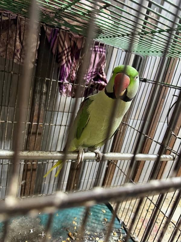 Kashmiri raw pair parrot bolne wale Zabardast with big cage 3