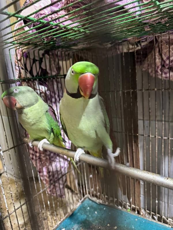 Kashmiri raw pair parrot bolne wale Zabardast with big cage 4