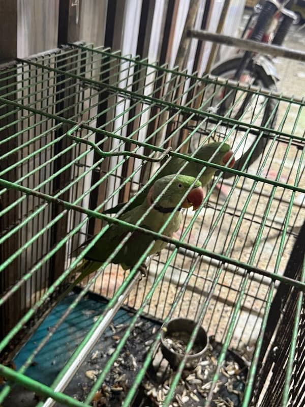 Kashmiri raw pair parrot bolne wale Zabardast with big cage 5