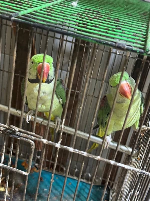 Kashmiri raw pair parrot bolne wale Zabardast with big cage 6