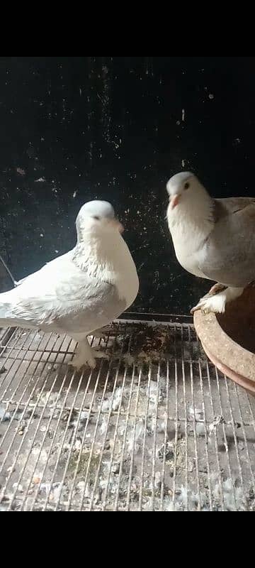 sherazi and danish breeder pair 1