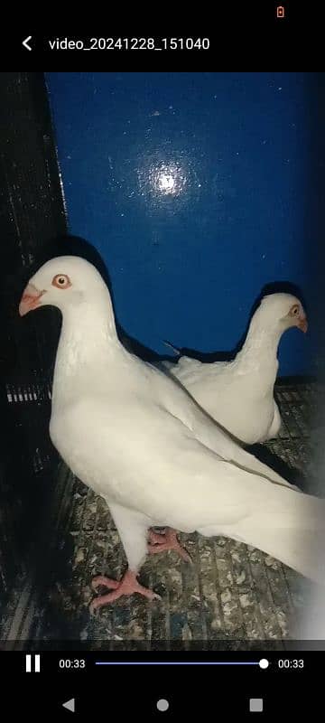 sherazi and danish breeder pair 3