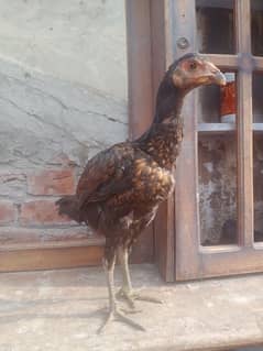 Aseel pakoya female for sale 03317960988