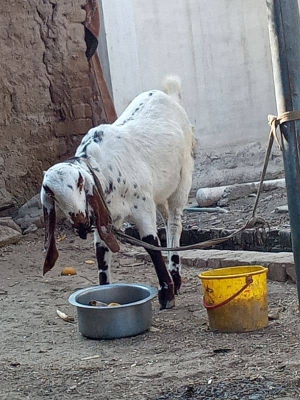 Original Goat for sale 0