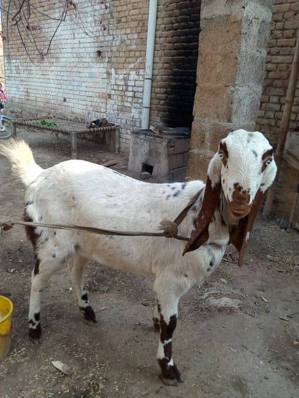 Original Goat for sale 1