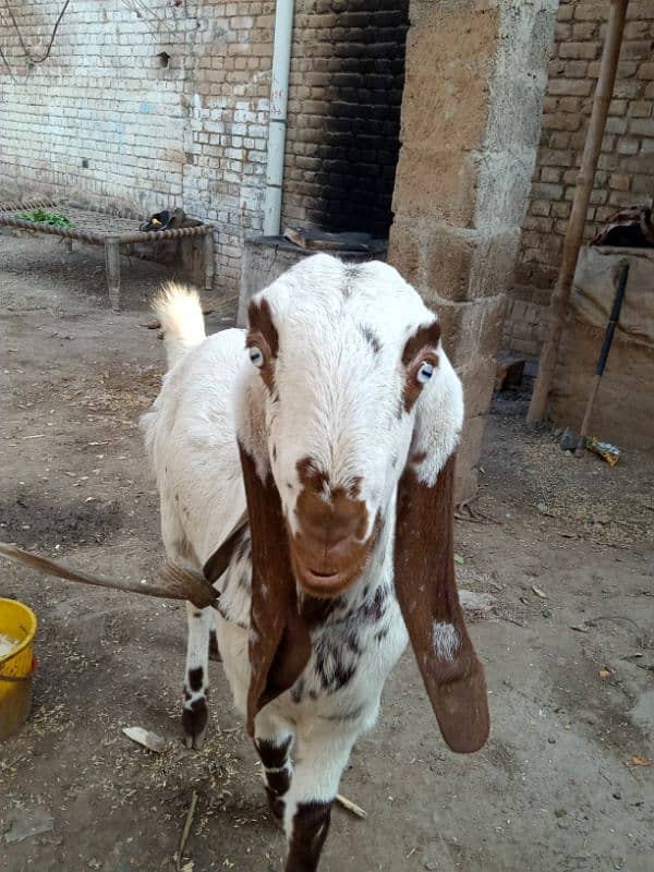 Original Goat for sale 2