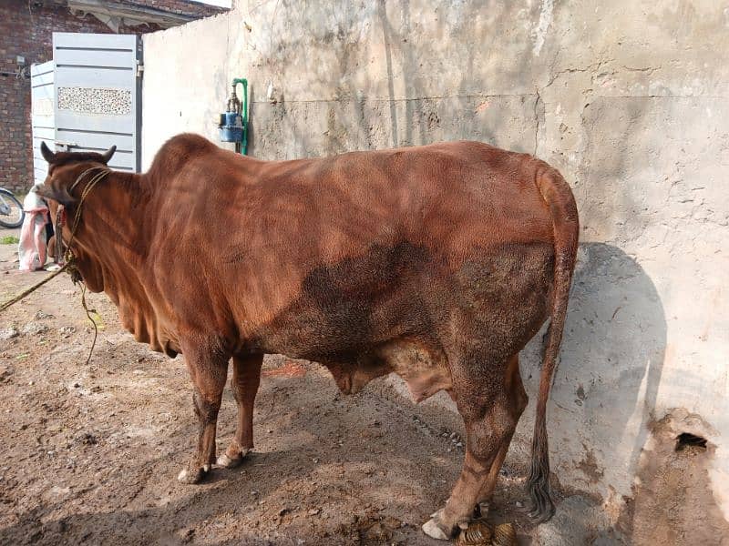 cow for sale 1