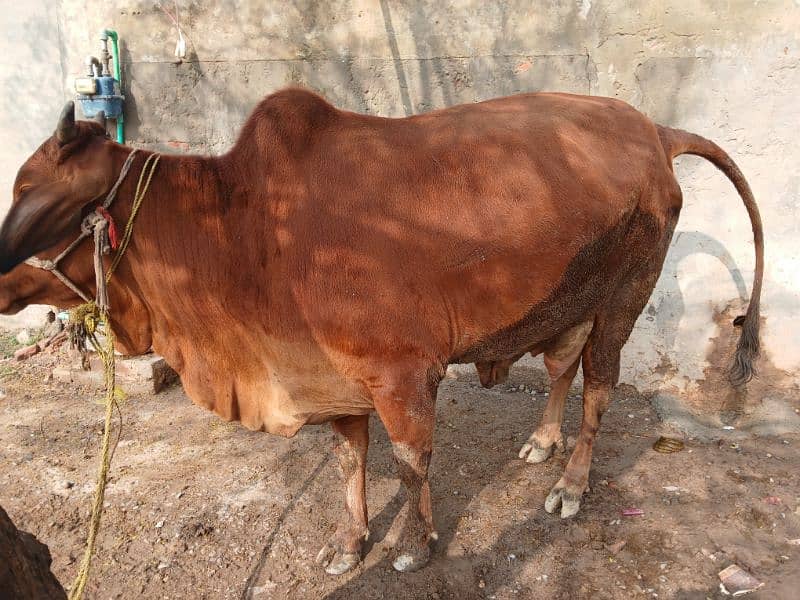 cow for sale 2