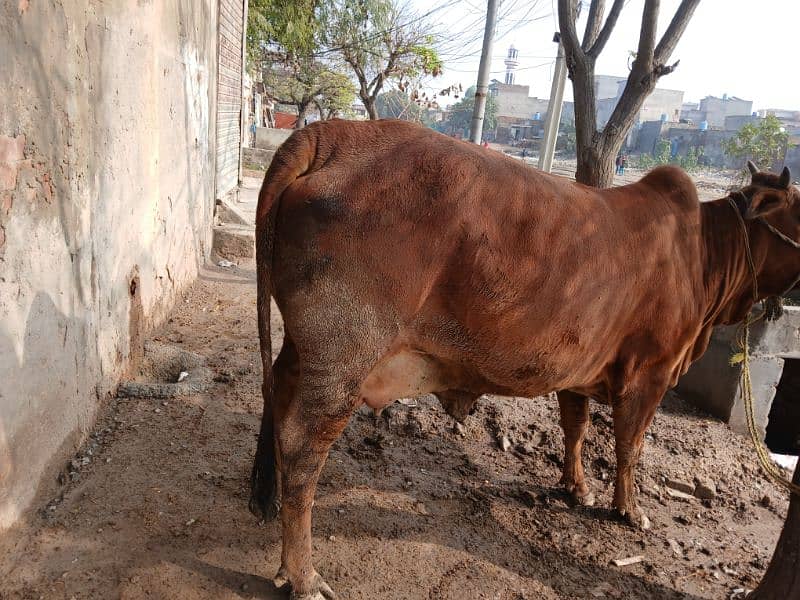 cow for sale 4