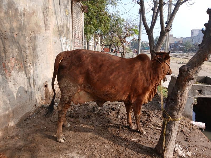 cow for sale 5