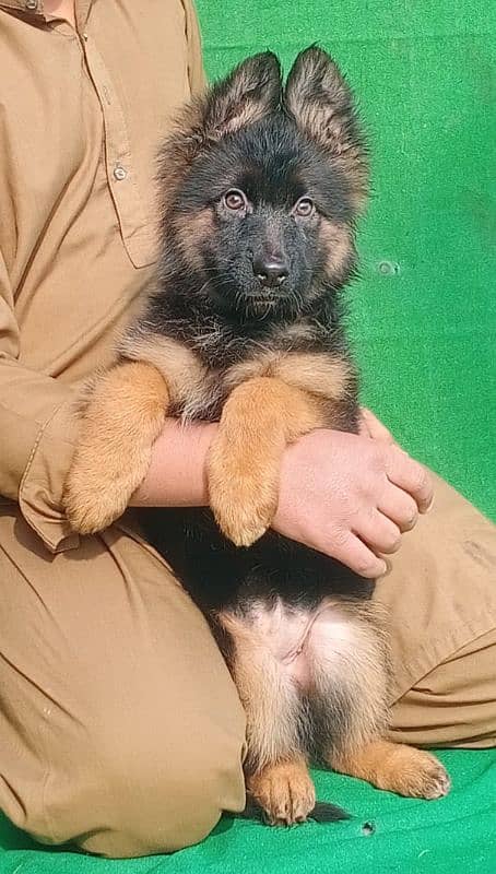 German Shepherd puppies 0