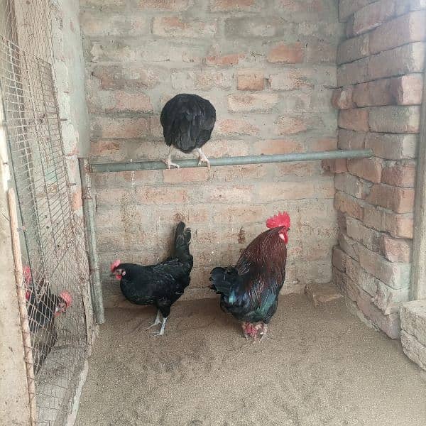 Hens for sale 1