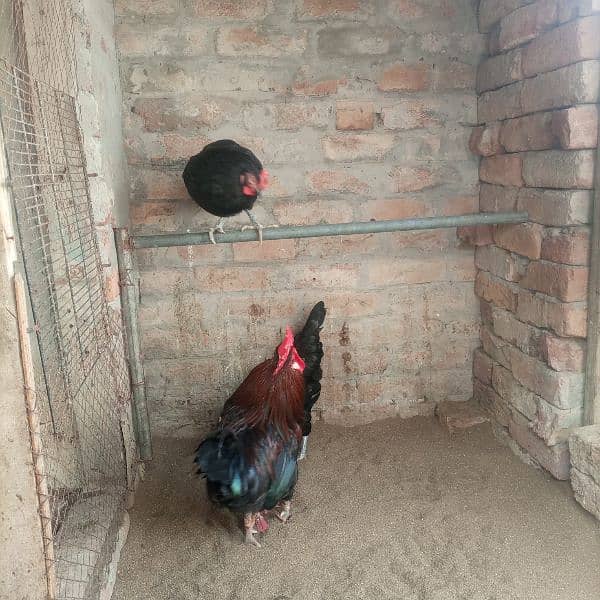 Hens for sale 2