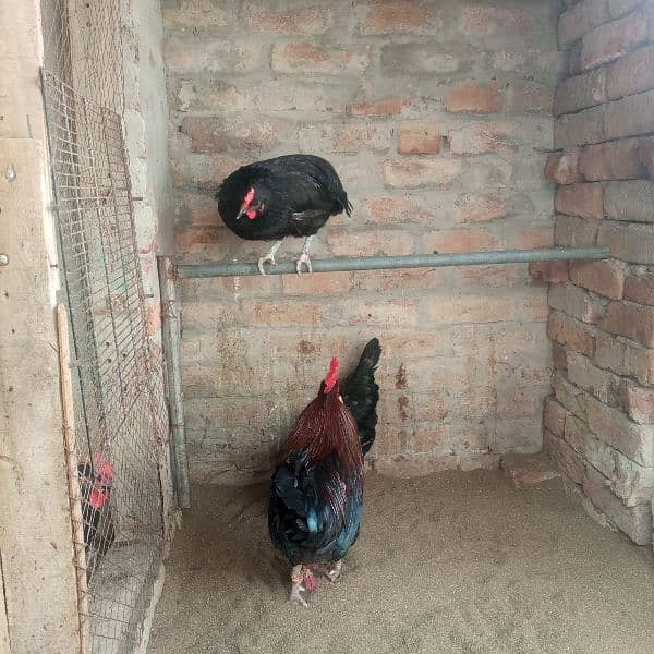 Hens for sale 3