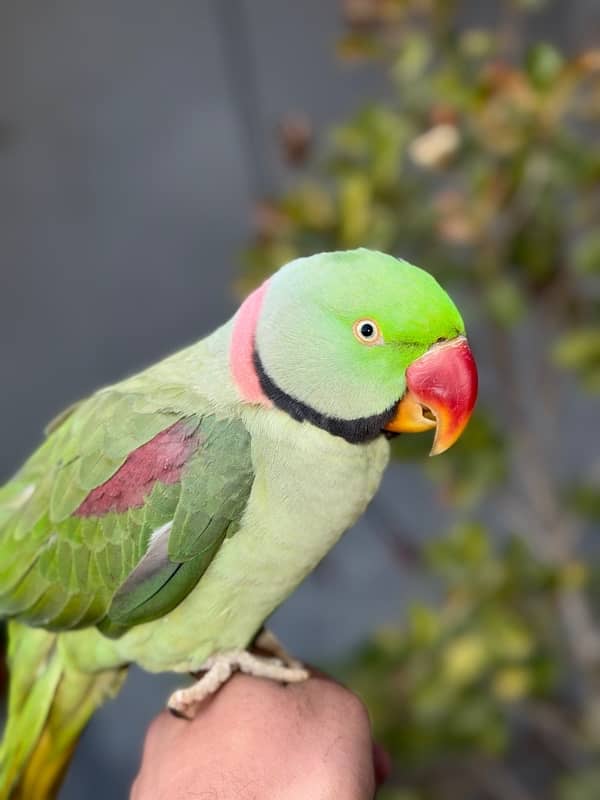 raw tamed talking 2 male parrots 2