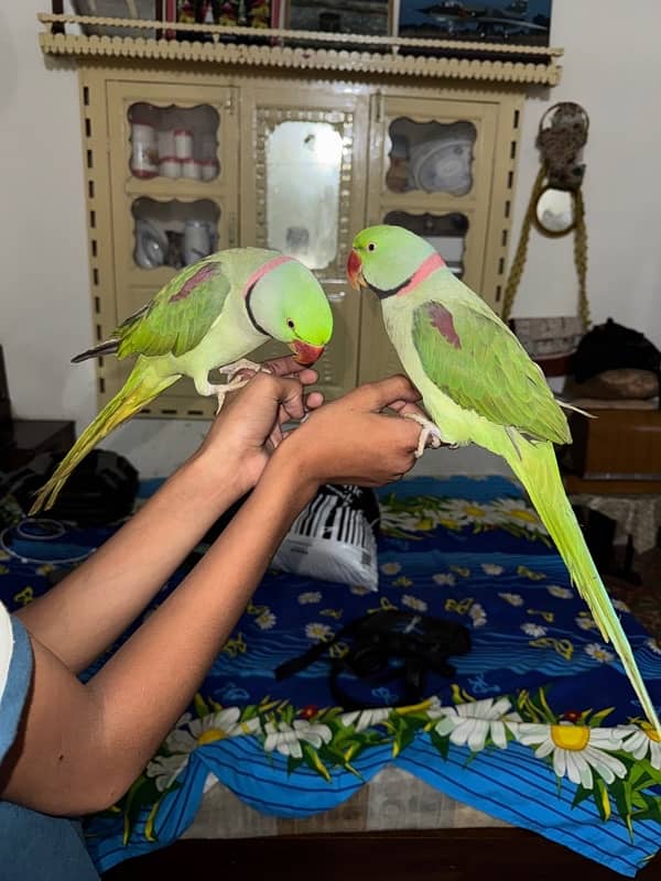 raw tamed talking 2 male parrots 10