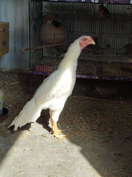 heera patha male nar for sale 0