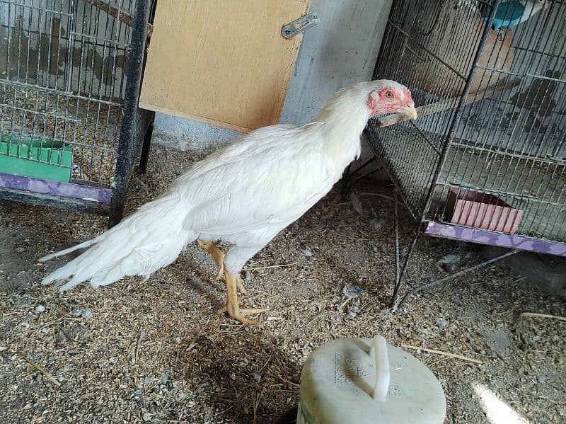 heera patha male nar for sale 1