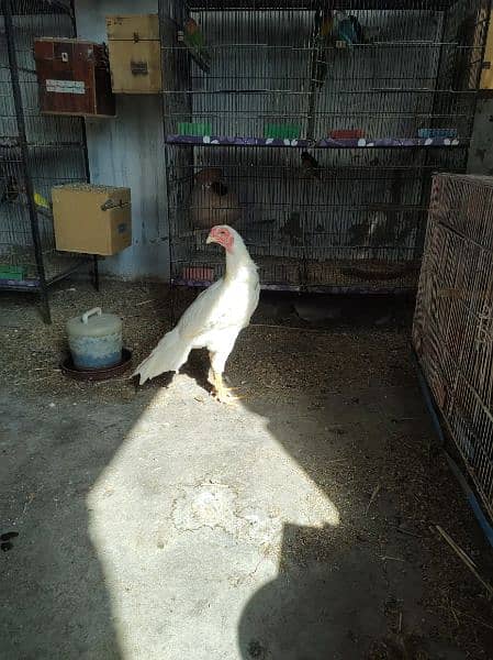 heera patha male nar for sale 2