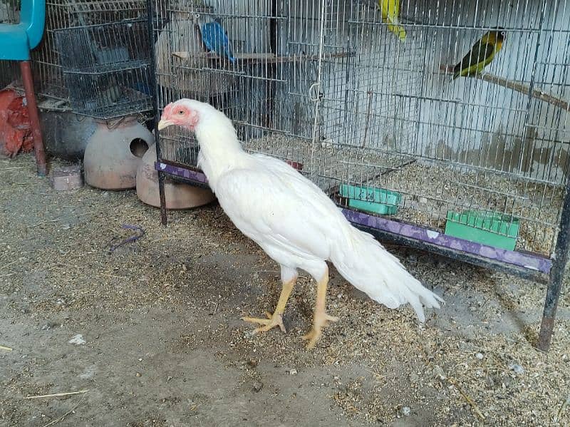 heera patha male nar for sale 5