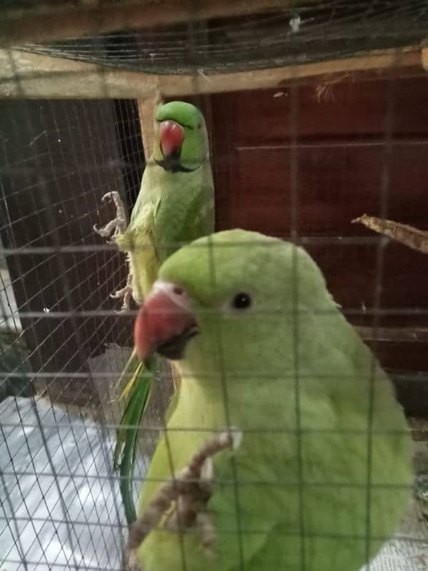 Talking Parrot pair available 0