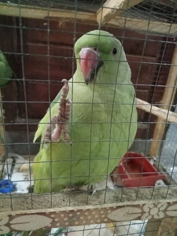 Talking Parrot pair available 1