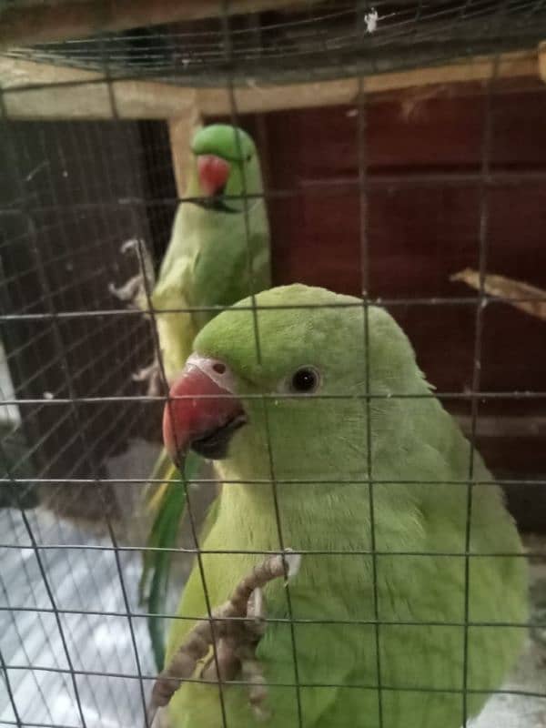 Talking Parrot pair available 2