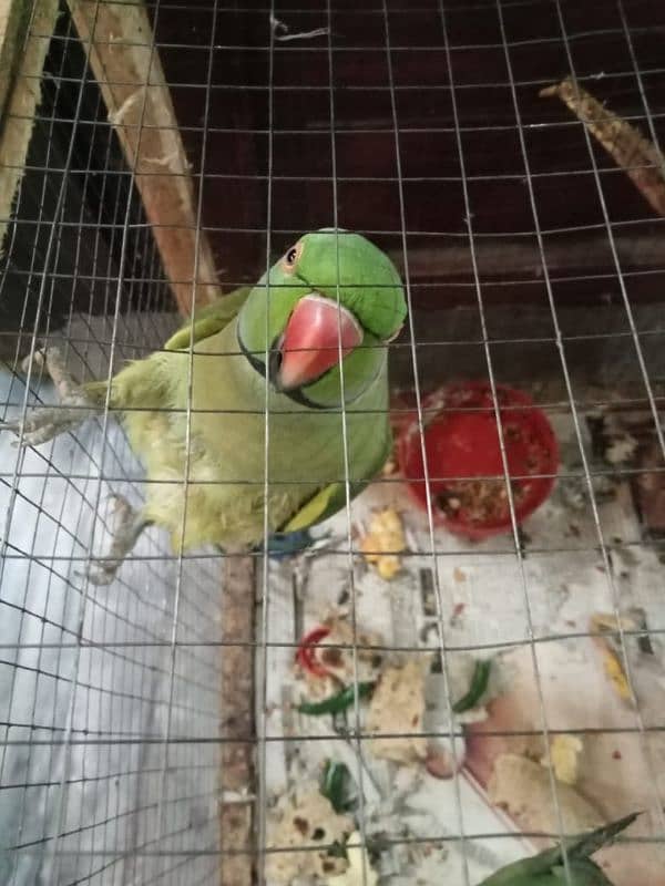 Talking Parrot pair available 3