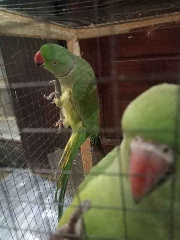 Talking Parrot pair available 4