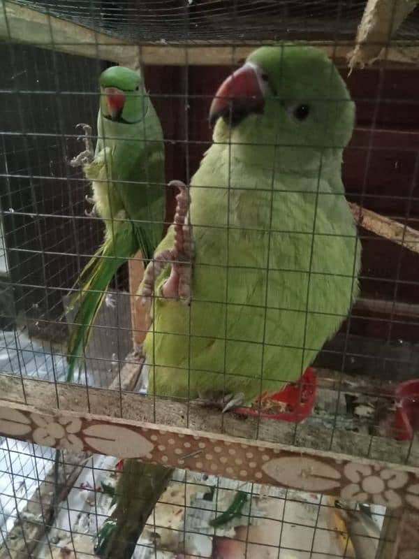 Talking Parrot pair available 5