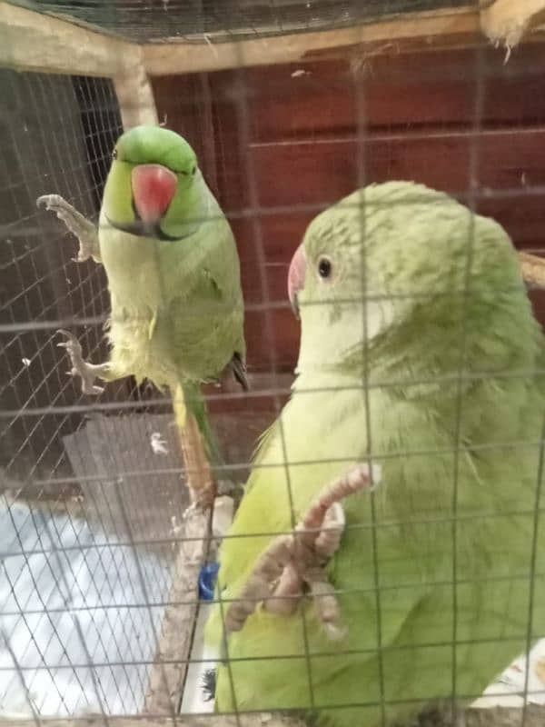 Talking Parrot pair available 6