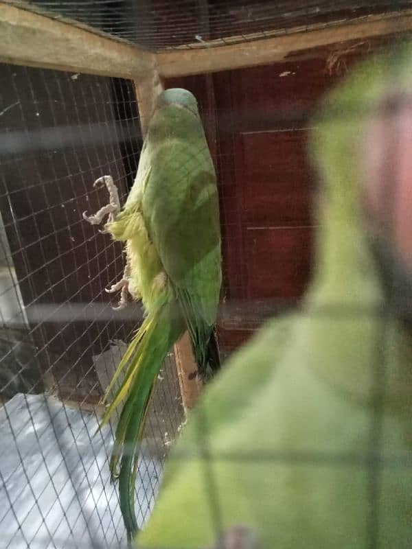 Talking Parrot pair available 7