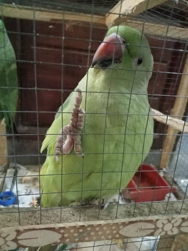 Talking Parrot pair available 8