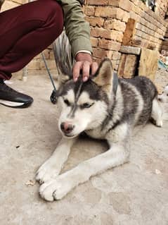 sale out husky dog