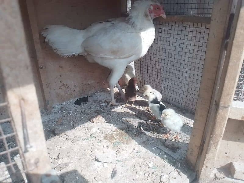 heera female with chicks 1